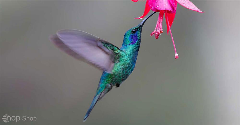 تاثیر الگوریتم مرغ مگس خوار بر سئو وبسایت