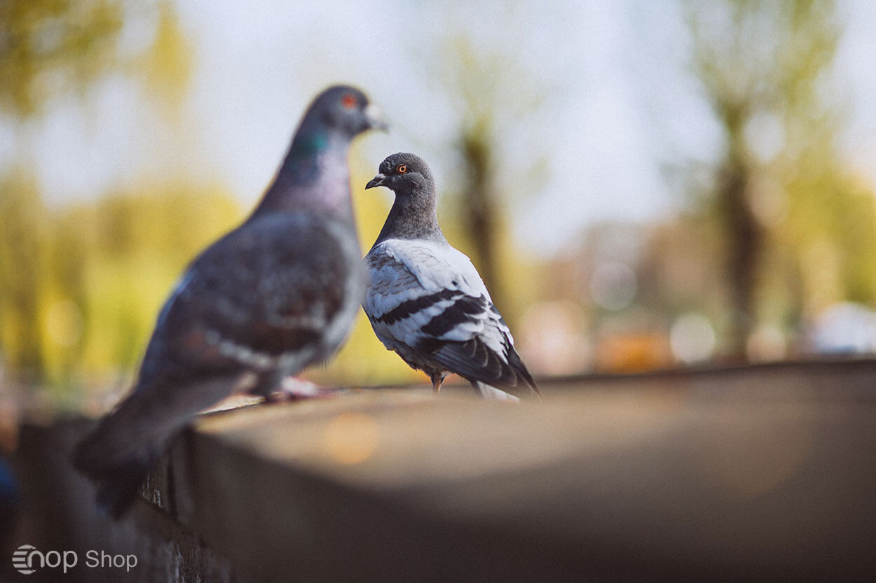 الگوریتم کبوتر